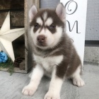 Sibisk husky