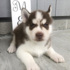 Sibisk husky