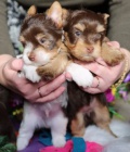 mini yorkies