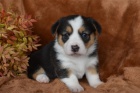 tata Pembroke Welsh Corgi (samec a samice)