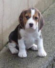 BEAGLE TATA