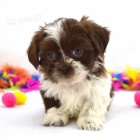 Na prodej roztomil ttka mini shih tzu