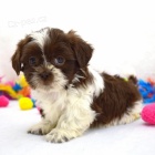 Na prodej roztomil ttka mini shih tzu