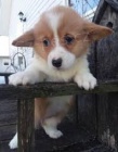 tata Pembroke Welsh Corgi