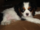 tata Calvalier King Charles pipravena k adopci