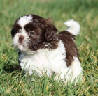 SHIH TZU