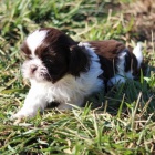 SHIH TZU