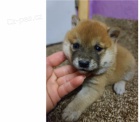 tata shiba inu