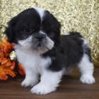 Krsn pes a fena miniaturn tata Shih Tzu