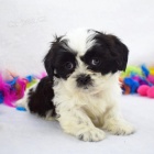 Krsn pes a fena miniaturn tata Shih Tzu