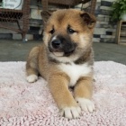 Dti Shiba Inu k adopci