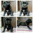 tata Cane corso