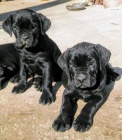 tata Cane corso