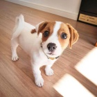 tata Jack Russell terira