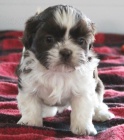 Zdrav tata shih-tzu