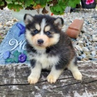 POMSKY-POMSKY-POMSKY