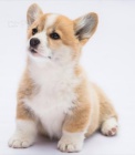 tata Pembroke Welsh Corgi