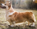 tata Pembroke Welsh Corgi