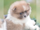 Pomeranian/pic tata