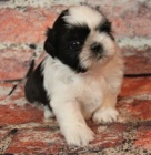 Shih Tzu samec a samice na vnon drek