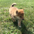 shiba inu