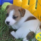 Jack Russell tata