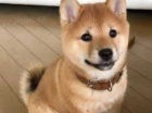 tata shiba inu