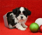 Rozkon tata shih tzu