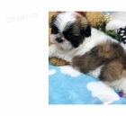 Rozkon tata shih tzu