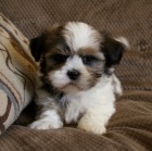 Milujc tata Shih Tzu pipraven do novch domov