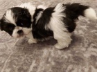 tata shih tzu