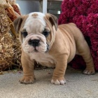 ANGLICK BULLDOG NA PRODEJ