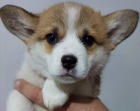 tata Pembroke Welsh Corgi