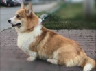 tata Pembroke Welsh Corgi