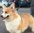 tata Pembroke Welsh Corgi