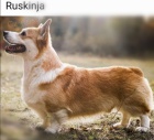 tata Pembroke Welsh Corgi