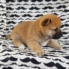 Ndhern tata shiba inu pro prodej.