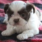 Velmi roztomil ttka shih tzu ps a samic na prodej.