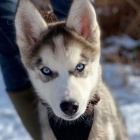 Sibisk Husky 