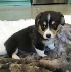 tata Welsh Corgi Pembroke na prodej.