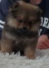 Pomeranian Boo fena tn