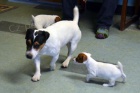 Jack Russell tata