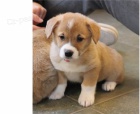 Pembroke Welsh Corgi