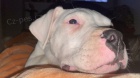 Dogo Argentino tata