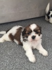 ndhern tata Shi Tzu