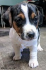 Jack Russell tata