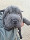 Shar pei tata