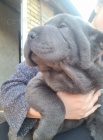 Shar pei tata