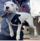 Dogo Argentino tata