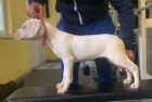 Dogo Argentino tata